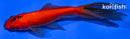 4.25" WATONAI GOLDFISH