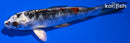 4.5" KUJAKU