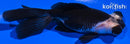 4.25" TELESCOPE FANTAIL GOLDFISH