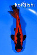 5.25" WAKIN GOLDFISH