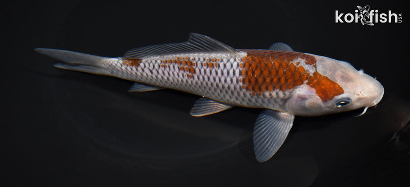 7.75" OCHIBA SHIGURE