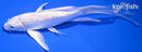 7" GINRIN PLATINUM OGON BUTTERFLY
