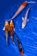 PACK OF (5) 4-4.5" STANDARD KOI