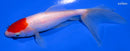 6" TANCHO WAKIN GOLDFISH