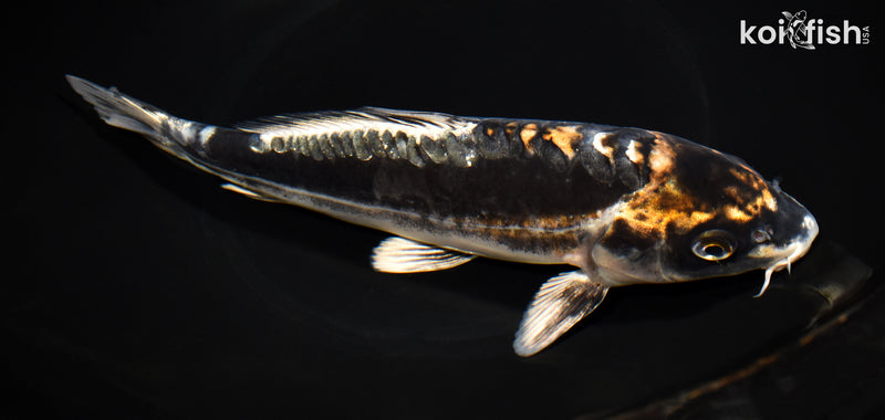 8.75" BENI KIKOKURYU