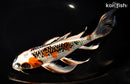 9.25" KUJAKU BUTTERFLY