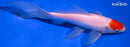 7.25" TANCHO SARASA COMET GOLDFISH