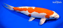 13.5" KIKUSUI