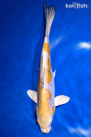 9.75" KIN KIKOKURYU