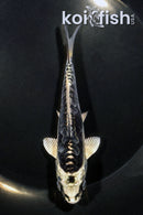 5.25" ARAGOKE KIKOKURYU