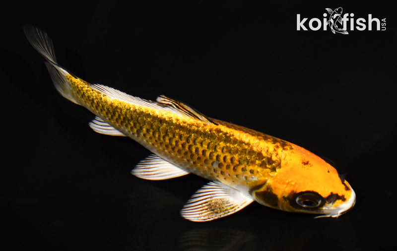 6.5" KI MATSUBA