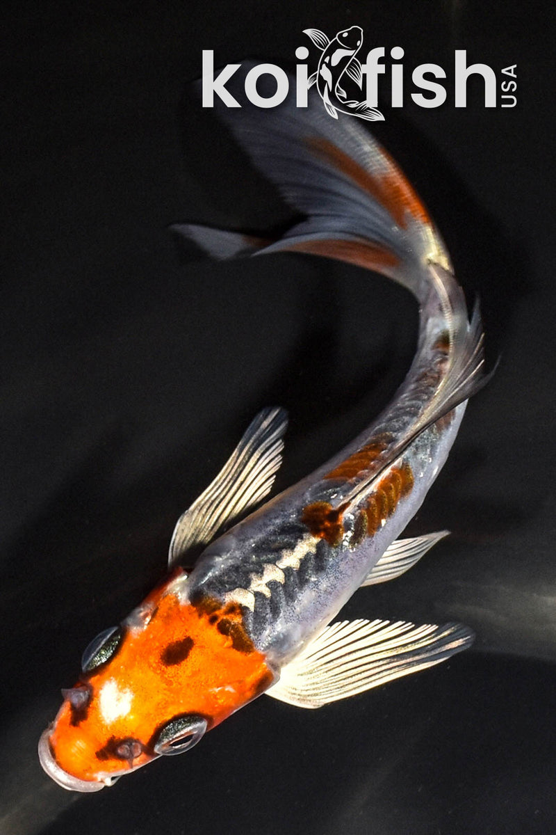 5.5" BENI KIKOKURYU BUTTERFLY