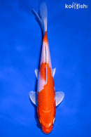 7.5" KOHAKU