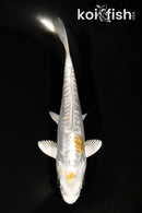 5.25" DOITSU HARIWAKE