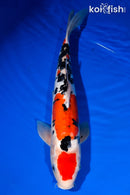 14.75" DOITSU MARUTEN SANKE