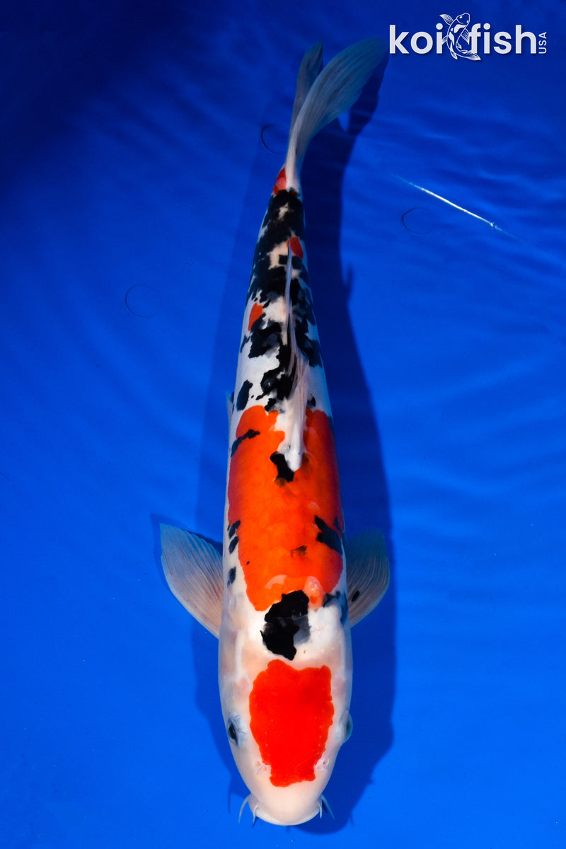 14.75" DOITSU MARUTEN SANKE
