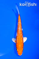 5.75" GINRIN HARIWAKE