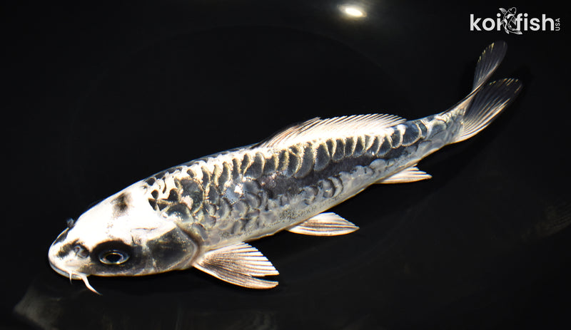 8.25' ARAGOKE KIKOKURYU