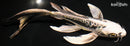 8" KIN KIKOKURYU BUTTERFLY