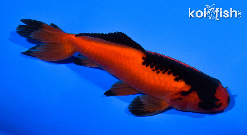 5.25" WAKIN GOLDFISH