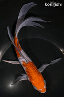 9" OCHIBA SHIGURE BUTTERFLY