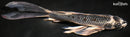 9.75" BENI GINGA BUTTERFLY
