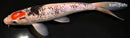 8.5" BENI MATSUKAWABAKE