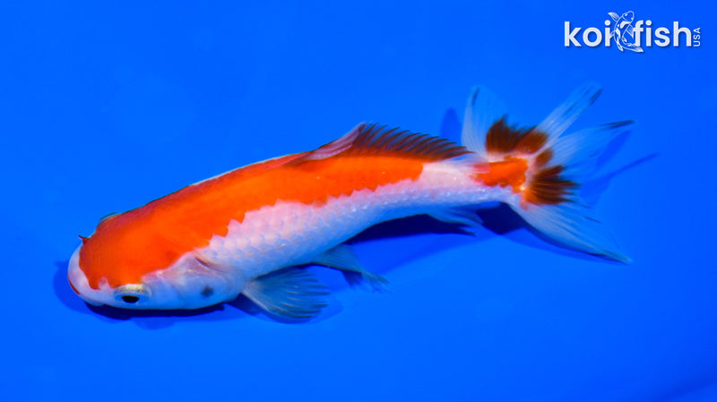 5.25" WAKIN GOLDFISH