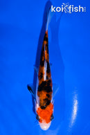 4.5" DOITSU SANKE