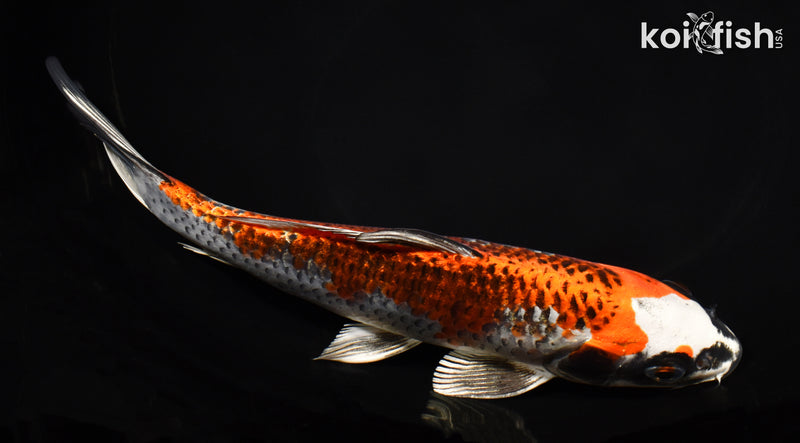 8.5" BENI GINGA