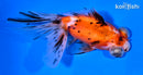 4.75" CALICO TELESCOPE FANTAIL GOLDFISH