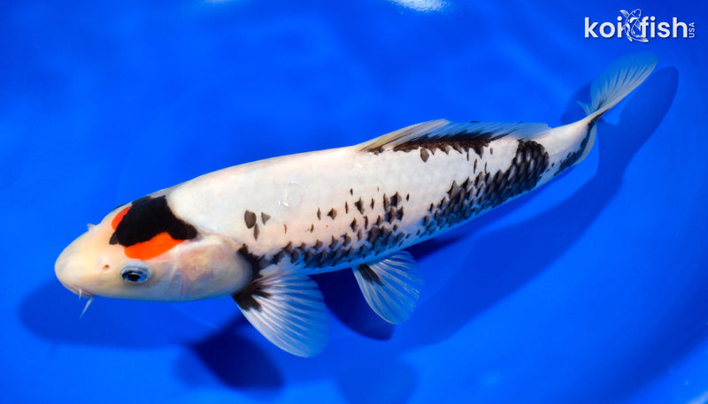 10.5" TANCHO SHOWA