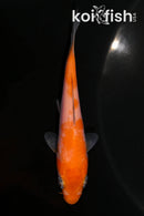 3.75" KOHAKU