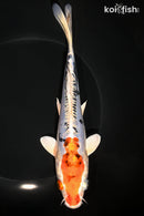 8.25" HEISEI NISHIKI