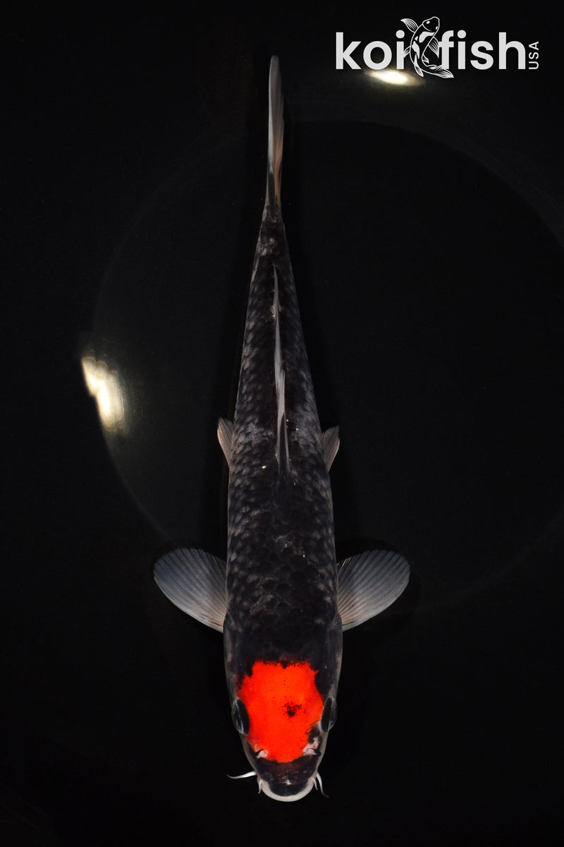 8.5" TANCHO GOSHIKI