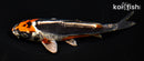 5.75" BENI KIKOKURYU