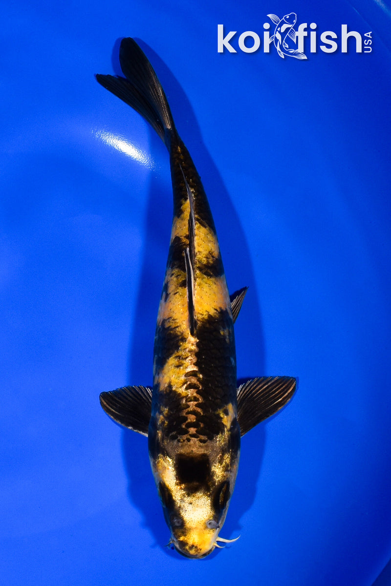 7.75" KIN KI UTSURI