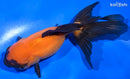5" ORANDA GOLDFISH