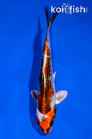 6" KUJAKU