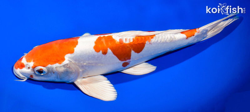 11.75" KIKUSUI