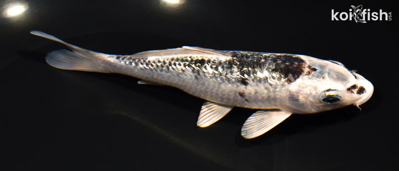6.75" GINRIN GINGA
