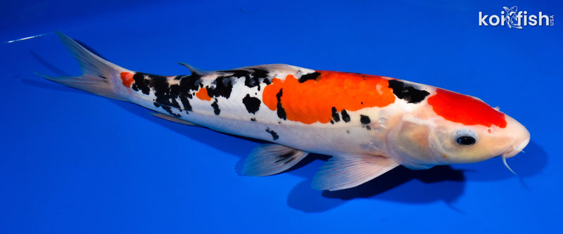 14.75" DOITSU MARUTEN SANKE