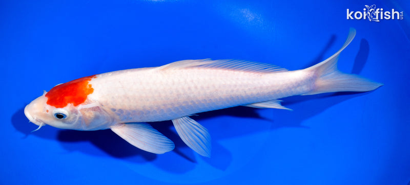 11.5" TANCHO KOHAKU