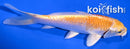 6" HARIWAKE