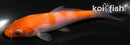3.75" KOHAKU