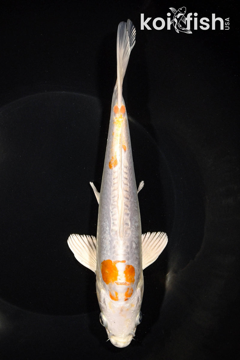 8.5" DOITSU HARIWAKE