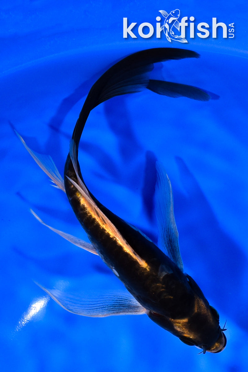 7.5" KABUTO BUTTERFLY