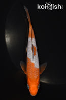 5.25" OCHIBA SHIGURE