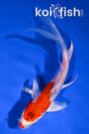 5" HARIWAKE BUTTERFLY