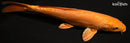 12.75" DOITSU METALLIC CHAGOI